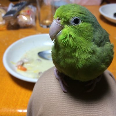 クソチェイスナゴさんのプロフィール画像