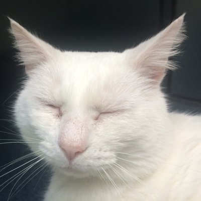 headbonks's profile picture. Cat videos. Using @CatVideoMaker instead