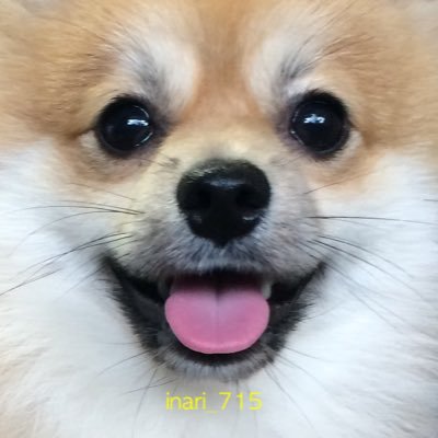 いなり♂ポメラニアンさんのプロフィール画像