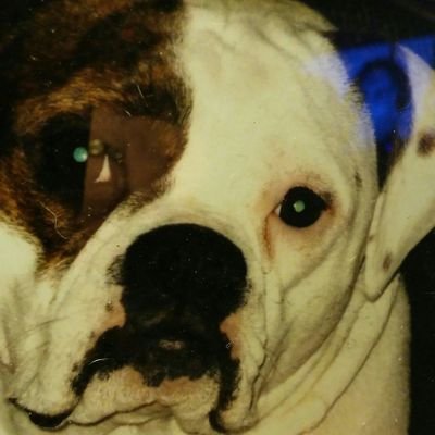 HisLovie99's profile picture. PROUD AMERICAN THAT WANTS OUR COUNTRY BACK.