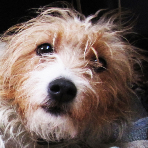 ethicaldog's profile picture. Chief cheese sniffer, licker, nibbler @SohoDairy @BerW1ckStMarket #Soho #London