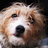 ethicaldog's profile image