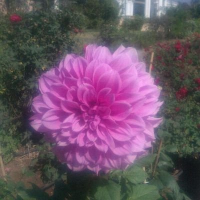 amitad7's profile picture. 