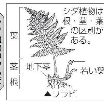 シダ植物 Shidashokubutu Twitter シダ植物 Shidashokubutu Twitter