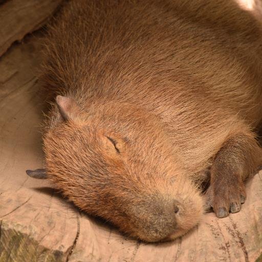 兵庫県在住ほぼ毎日カピバラ画像投稿してます。 投稿されている写真、動画は全て複製、無断転載を禁止しております。 ミナミコアリクイも大好きです。