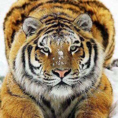 BALLHAWKS76's profile picture. 