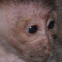 SW/Niger Delta Forest Project (@swnigerdelta) 's Twitter Profile Photo SW/Niger Delta Forest Project (@swnigerdelta) 's Twitter Profile Photo