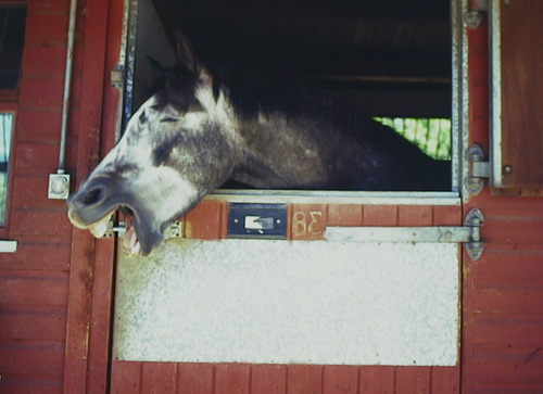 Chat abouts horses, horsepeople and country folk.  The truth, the lies for horsey and non horsey folk!