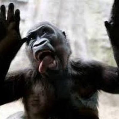 面白い 動物 画像 思わず吹き出す動物の面白いpc用高画質画像 壁紙を集めてみました
