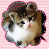 のぶこ (@dc29660804d74a3) 's Twitter Profile