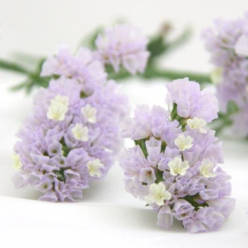 Westland | #Statice, Limonium Kwekerij | #Zomerbloemen | Summer Flower Nursery | MPS-A+ en levert het complete assortiment Statice