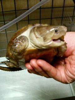 M25Bass's profile picture. 生き物と音楽と果物が、好きです。