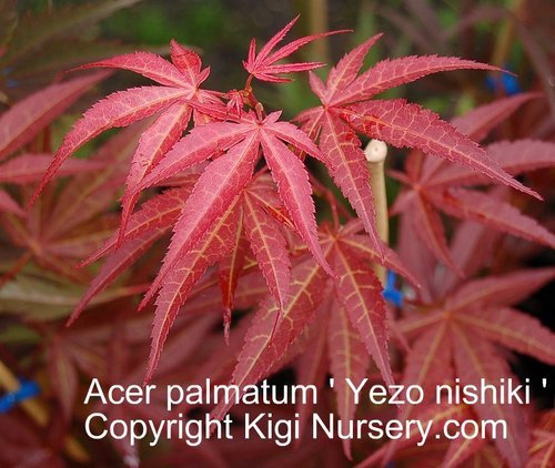 Affordable Japanese Garden Plants: Maples, Dwarf Conifers. We specialize in the rare trees.