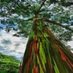 CadenaAgroforestalUNAD (@agroforestaunad) Twitter profile photo CadenaAgroforestalUNAD (@agroforestaunad) Twitter profile photo