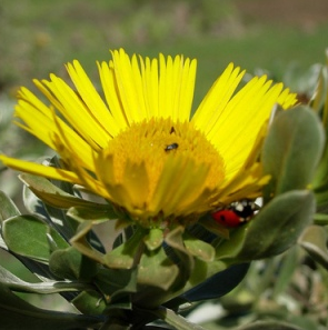 Un rincón para los amantes de las flores y las plantas. Comparte con nosotros tus fotos y artículos sobre jardinería