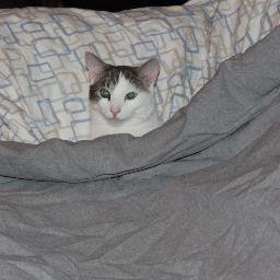 blueyeschainsaw's profile picture. Stumbling through life trying to find my place.  Enjoy the beauty of sports and fan of teams of different sports. Don't judge me for my open mind as I won't you