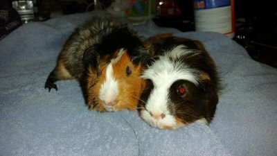 Friend of guinea pigs , rabbits , hamsters and some other small animals. I have 18 guinea pigs
