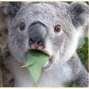 Koala On Twitter Stupid Comedy Should Be Uncomfortable It