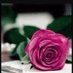 معلمة أجيال (@om_meshmesh) Twitter profile photo معلمة أجيال (@om_meshmesh) Twitter profile photo