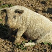 PenlanHeritageBreeds (@penlanheritage) 's Twitter Profile Photo PenlanHeritageBreeds (@penlanheritage) 's Twitter Profile Photo