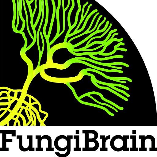 FungiBrain is a multi-centre training network grant funded by the EU : Sensing and integration of signals governing cell polarity and tropism in fungi