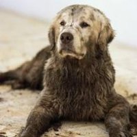 Muddy Dog (@muddydog7) 's Twitter Profile