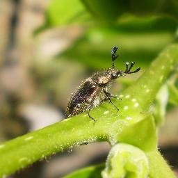 関東平野に生息身の回りの小さな生き物（主に昆虫）の写真を撮るのが好きです。 📷TG-4/EOS R10　最近は変形菌も好き。 たま～にイラスト描いたり、消しゴムはんこ作ったりしてます。アイコンはヒゲブトハナムグリ♂ 観察記録をまとめた本「トビイロツノゼミ」を作りました！