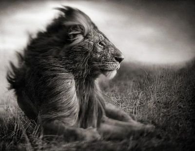 boss_9_'s profile picture. Život i smrt u vlasti su jezika