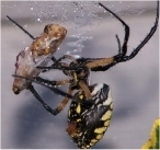 patient0's profile picture. Some days you're the spider and some days you're the grasshopper.