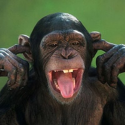 Image result for angry monkey