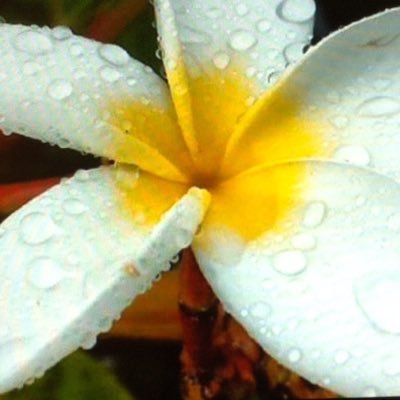 ManaoioKapahu's profile picture. 