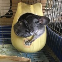 obayahi_shinya (@obssi) Twitter profile photo