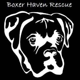 Boxer Haven Rescue is a private, all volunteer foster, home dog rescue program in Michigan.