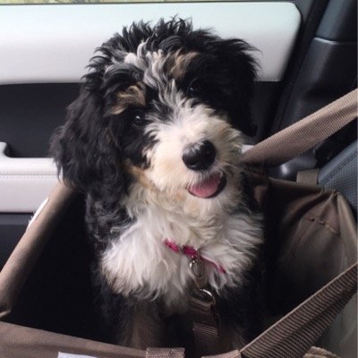 I am a Bernedoodle puppy who loves to be with my people, my brother Newman the pyredoodle, sister Izzie a maltipoo and our foster doodle pups that come and go