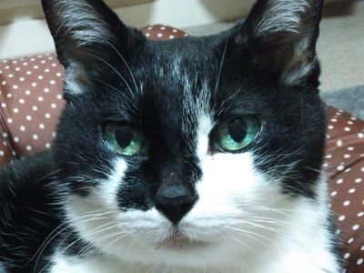 madampon's profile picture. この思いは誰のでもない私の宝であり財産である。相棒マダム(17年10月14日逝去 享年20歳)と娘かえで(17年12月19日正式譲渡)との日々。ビールと肉と猫で心の傷を癒す日々。毎年毎日が厄年で大殺界で緊急事態宣言中のピエラー。