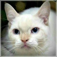 Gatos Falantes(@gatosfalantes) 's Twitter Profile Photo