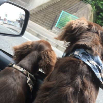 chk_azk's profile picture. OLなりました QueblickとOP'sで照明させていただいてました  犬と猫とお母さんとお酒が好きです