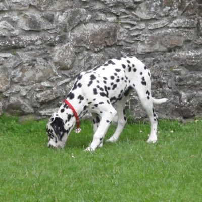 Whoops_A_Daisy's profile picture. Always looking forward to the next Olympics 😊