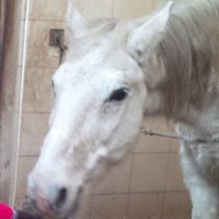 Pataky Rozi (@pataky_rozi) 's Twitter Profile