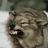 Saxum's profile image