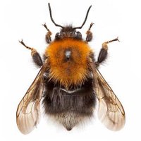 🐝 NHM Bees 🐝 (@nhm_bees) 's Twitter Profile