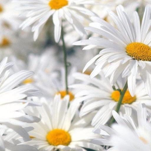 visit_skane's profile picture. Twitter account about Skåne. Sharing experiences related to the most southern part of Sweden.  @sas @skanetrafiken @oresundsbron