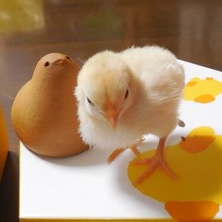 大体、鳥と爬虫類と両生類しかいません、そして虫！ かわいい子を見かけるとすぐに話しかけます。 TRは追えてない事の方が多いです。 ・全日本チャボ保存協会応援中。にわとりグッズ無限回収中。
ドール沼にもどっぷり浸かった年季の入ったオタク