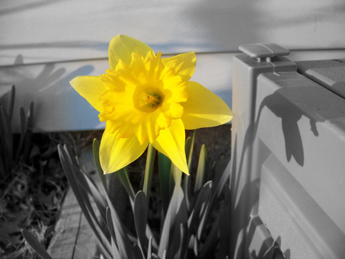 Adoption_Rocks's profile picture. 