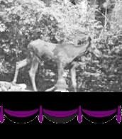 TheBelmontMoose's profile picture. just galloping thru the burbs!