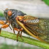 cicadas Profile