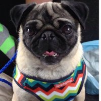 Minnie (@minnie_pug) 's Twitter Profile