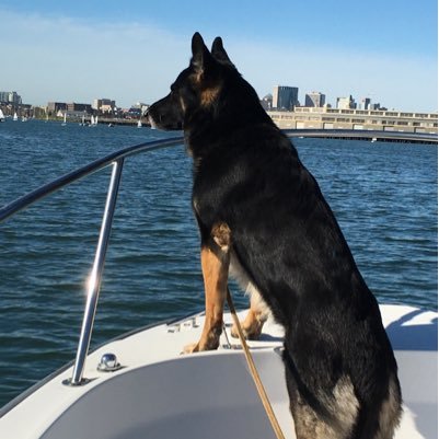 entrepreneur, inventor, German Shepherd enthusiast, K9’s