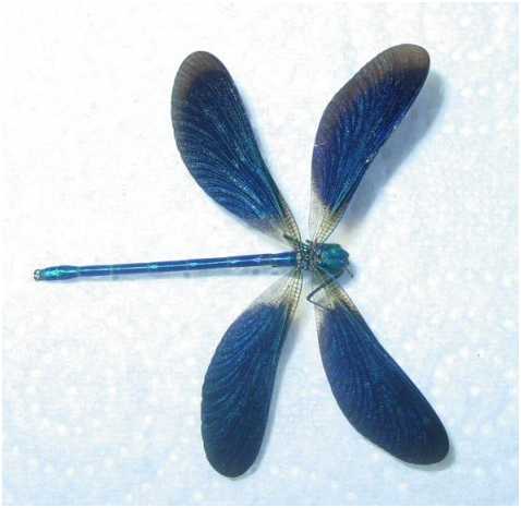 BlueDFly's profile picture. A curious mind, unafraid of change, interested in big things, and happy in small ways.