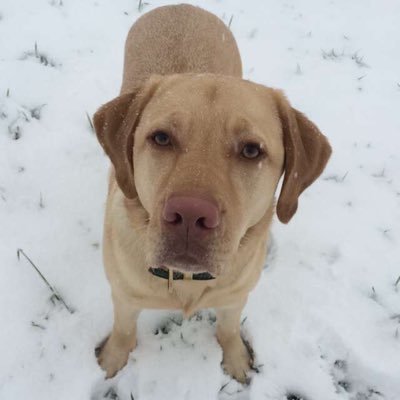 YarmyTheDog's profile picture. I'm a dog